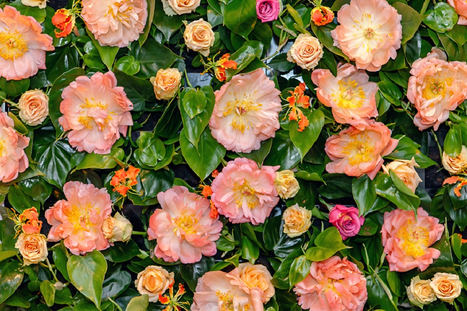 Hayford and Rhodes Peony Wall